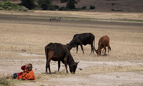 Ngorongoro-500