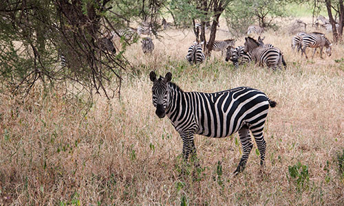 Tarangire-zebra_500