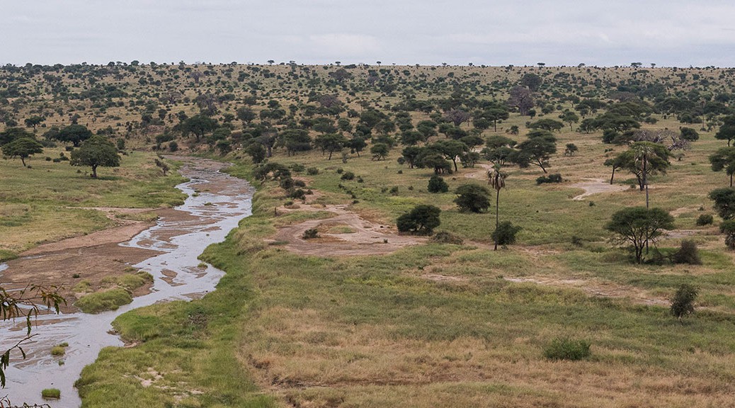 Tarangire with Godson Adventures