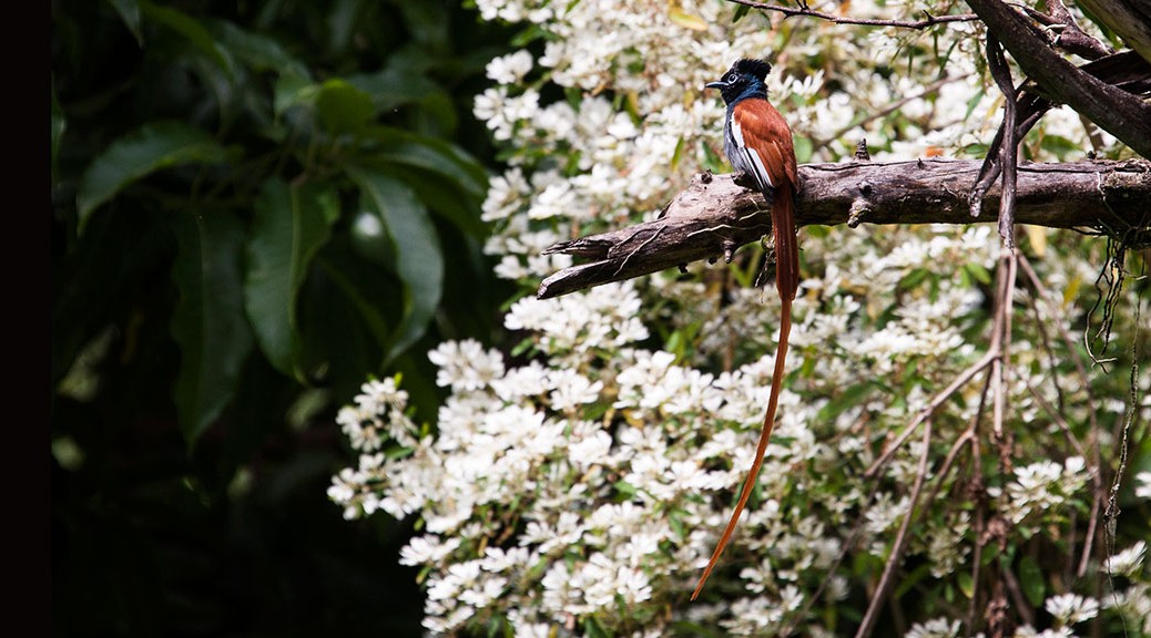 See exotic birds with Godson Adventures